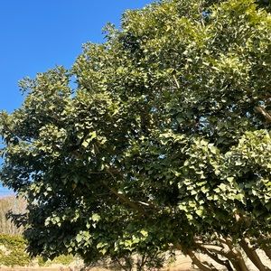 Meet your Posher, Maya